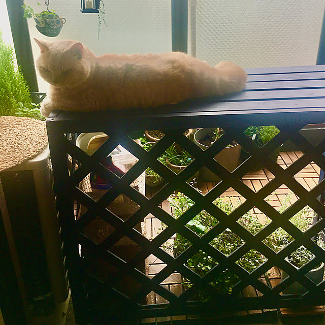 naokoさんの部屋