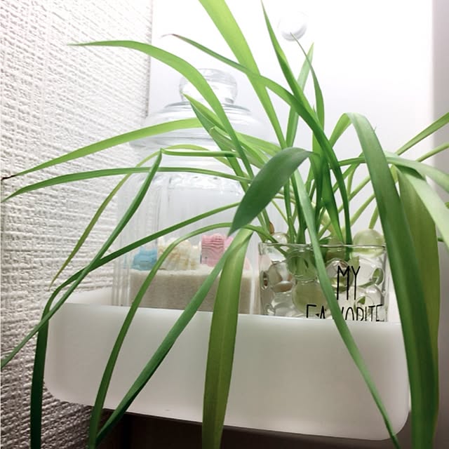 棚/3COINS/観葉植物/ダイソー/セリアのインテリア実例 - 2017-05-31 17:07:53