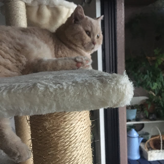 naokoさんの実例写真