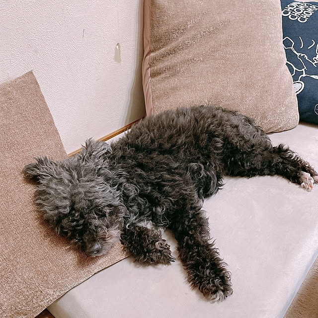 Chipさんの実例写真