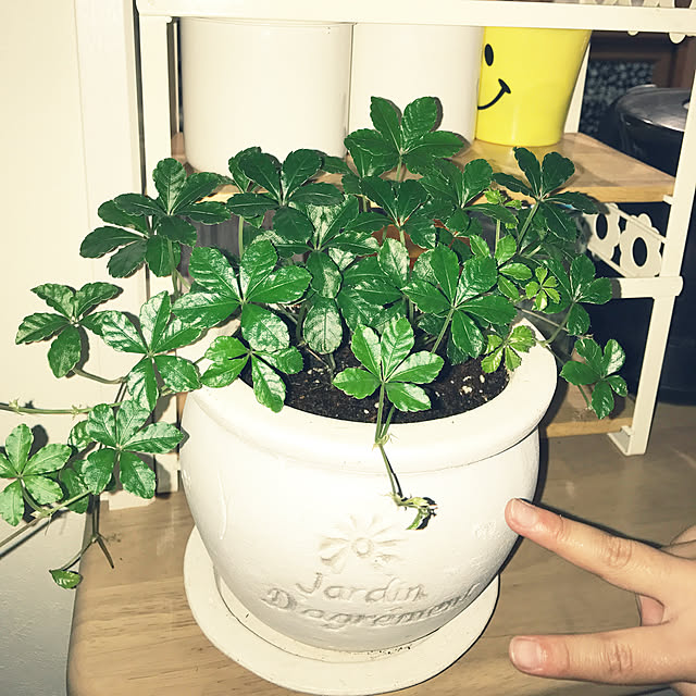 sunflowerさんの実例写真