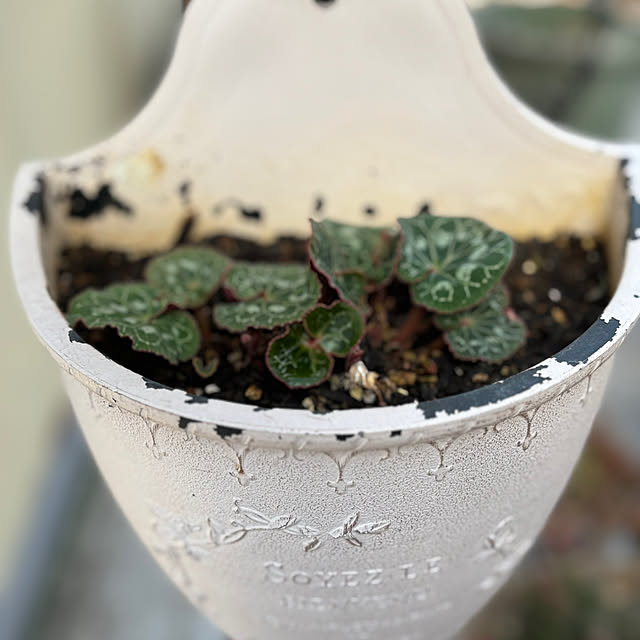 monasanさんの部屋