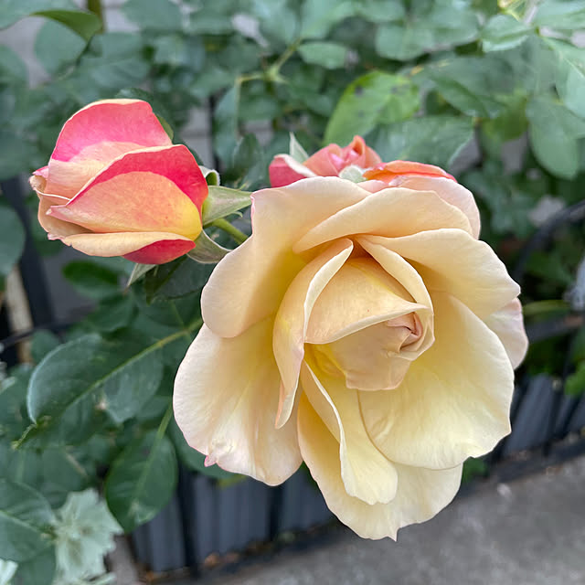 shiropenguinさんの部屋