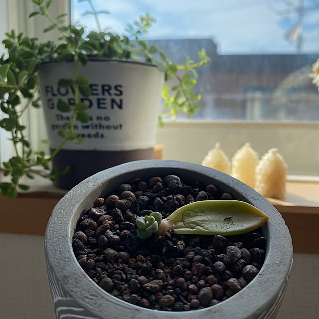 yuri.sさんの実例写真