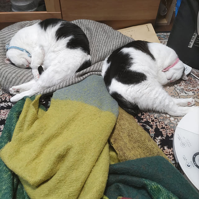 yuuさんの実例写真