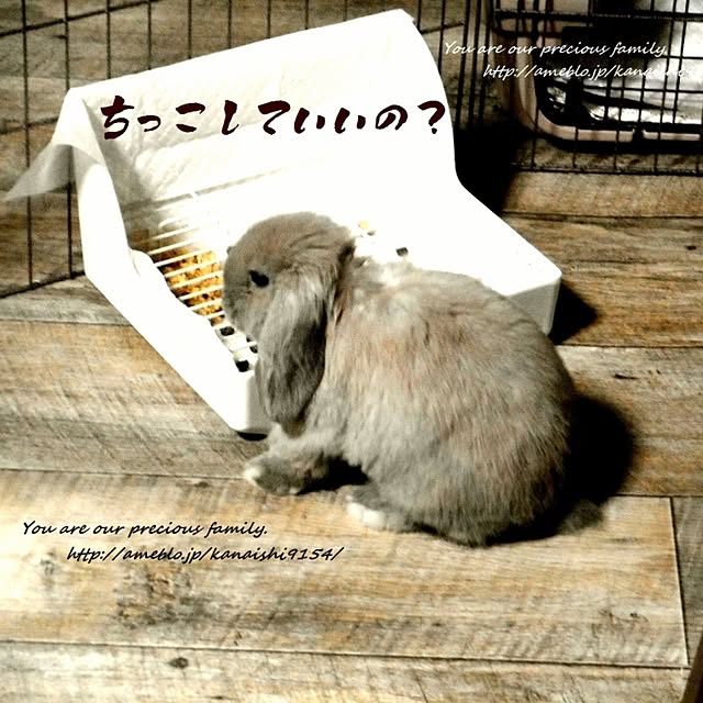 wa-ga-yaさんの実例写真