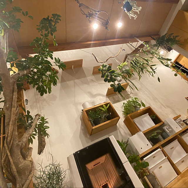 植物/ねこのいる風景/シンプルインテリア/いぬのいる暮らし/赤ちゃんのいる暮らし...などのインテリア実例 - 2022-03-08 23:16:12