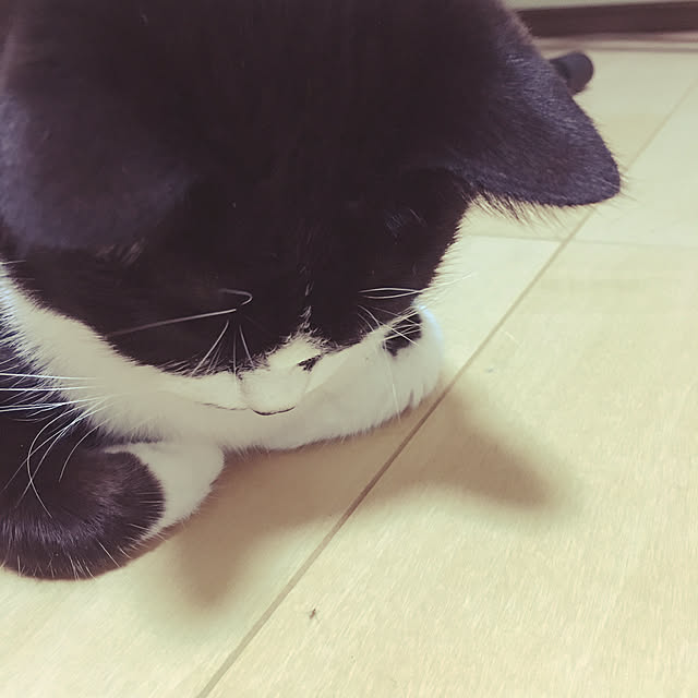 nekoさんの実例写真