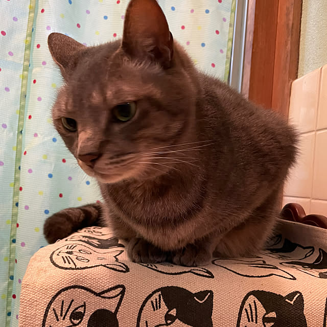 akekuroankoさんの部屋