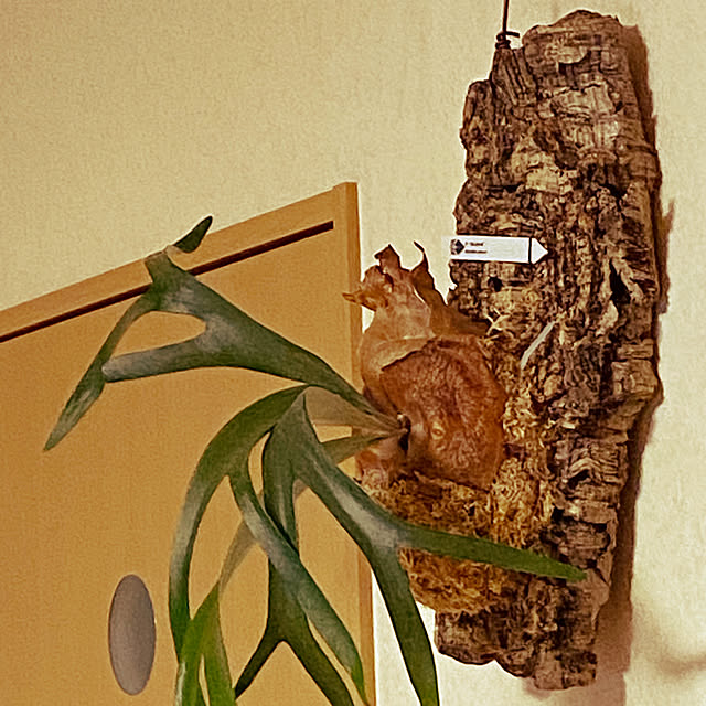 kaorinさんの実例写真