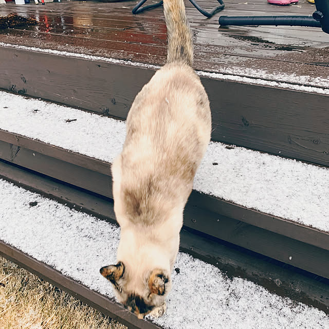 miyaさんの実例写真