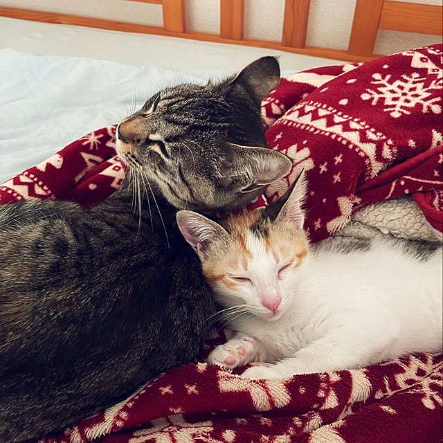 m.coccoさんの実例写真