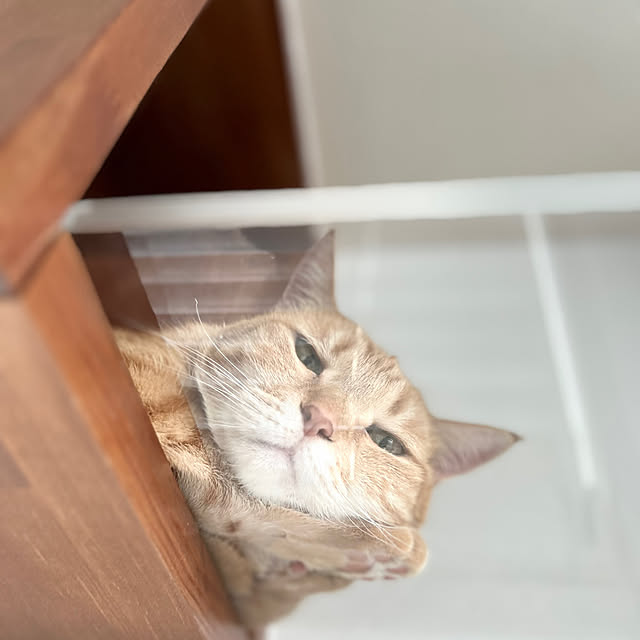mikeume7さんの実例写真