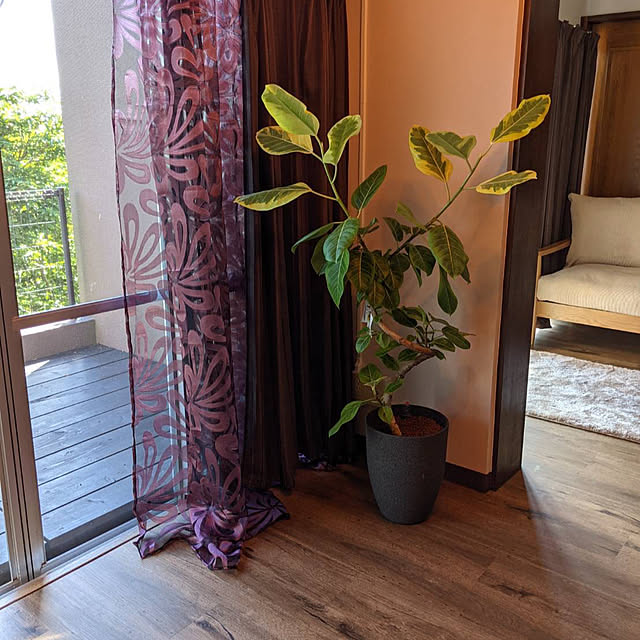 Musacytenchoさんの部屋