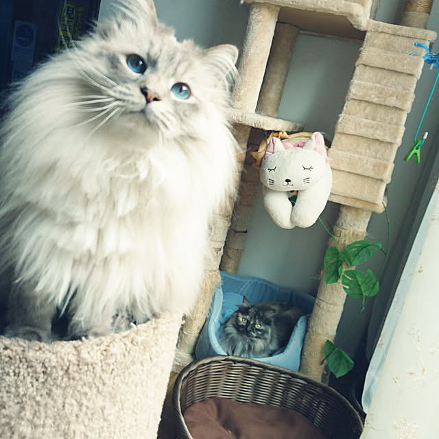 monamocoaraさんの実例写真