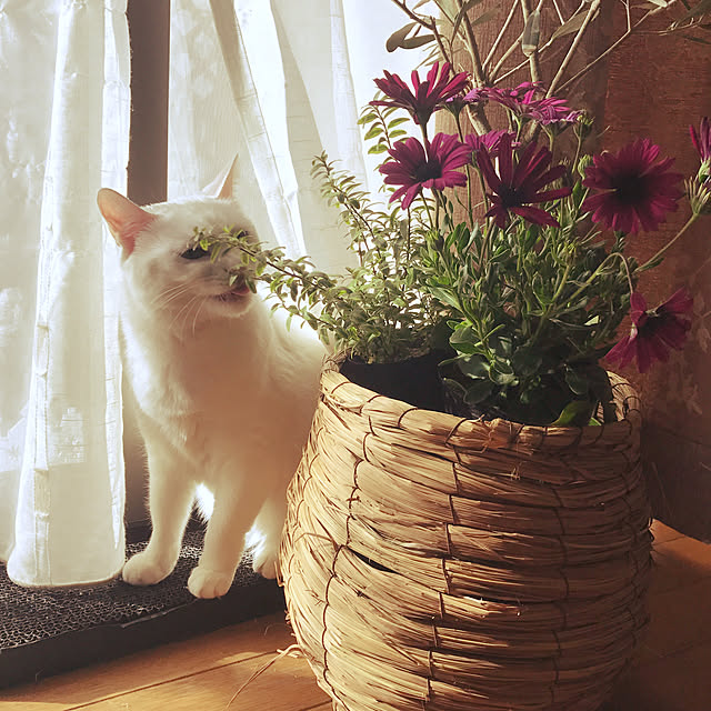 mikanさんの実例写真
