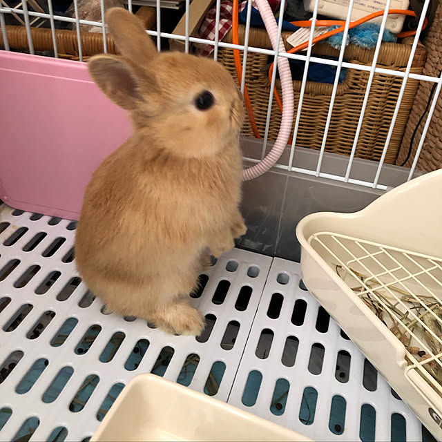 pikarunさんの実例写真