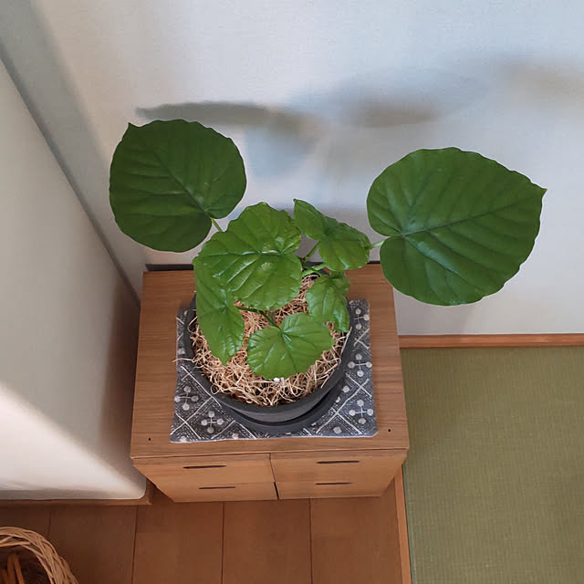 sakiさんの実例写真