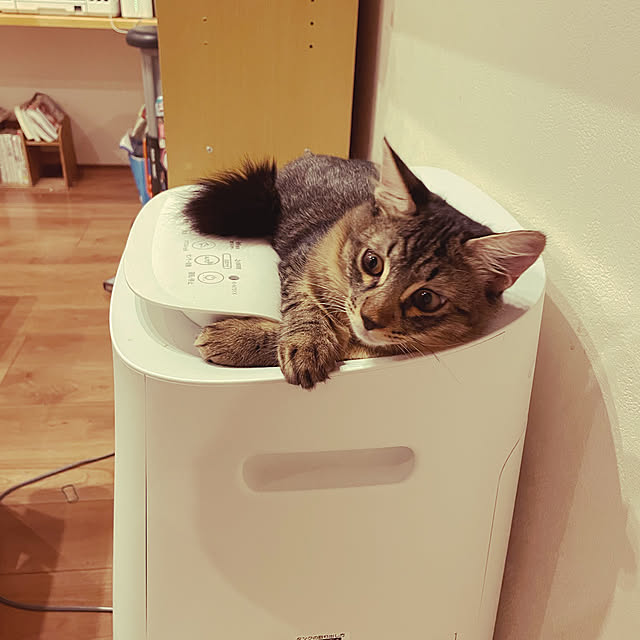 Pisaさんの実例写真