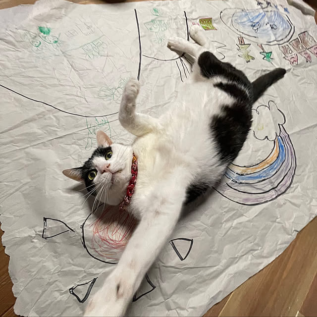 nekosamaさんの部屋