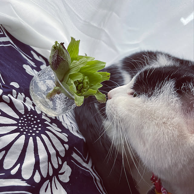 nekosamaさんの実例写真