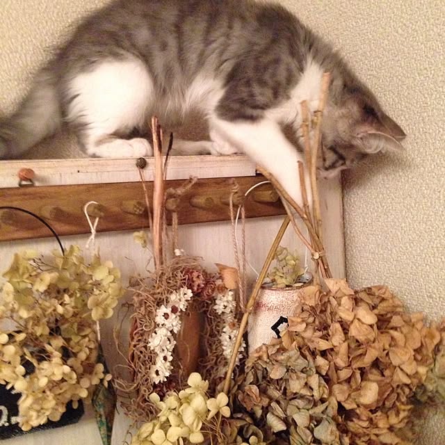 fuuさんの実例写真