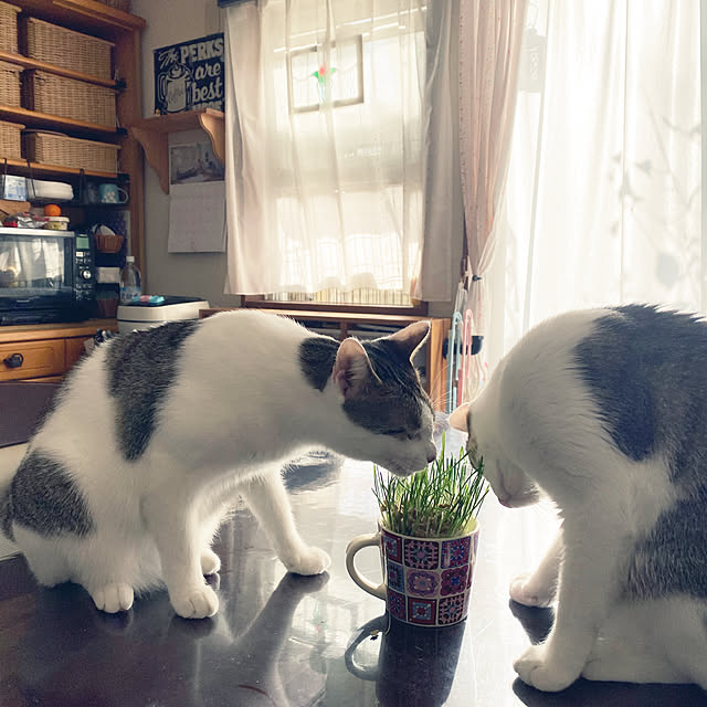 Lufuさんの実例写真