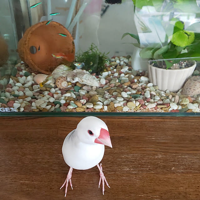 Yoshi55goさんの実例写真
