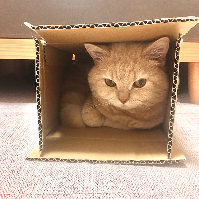 naokoさんの実例写真