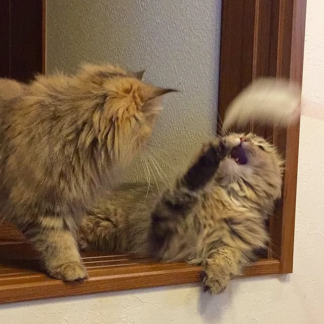 butachanさんの実例写真