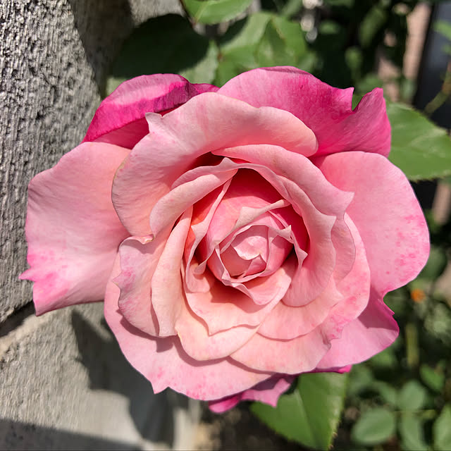naocolor7さんの実例写真