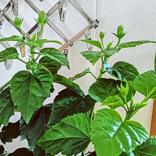 hanachanさんの部屋