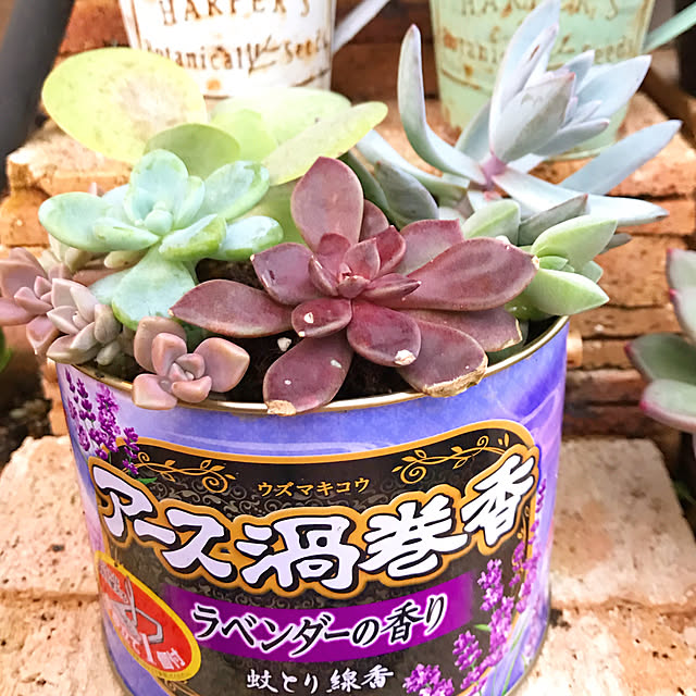 **yuu**さんの実例写真