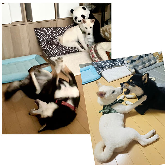 mo-nosukeさんの実例写真