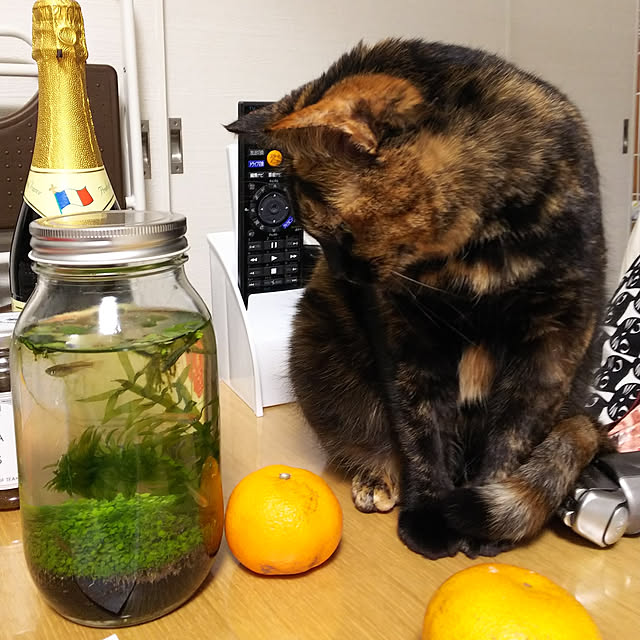 tiduruさんの実例写真