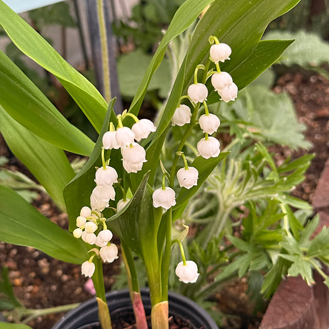 zuccoさんの実例写真