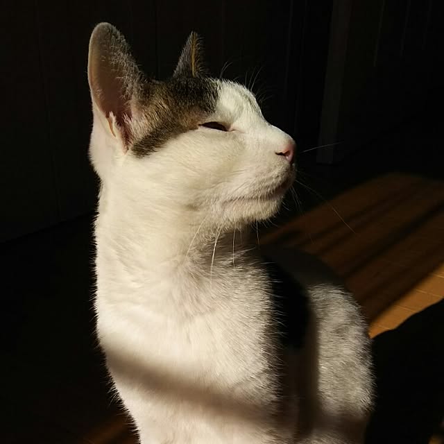 sakuraさんの実例写真