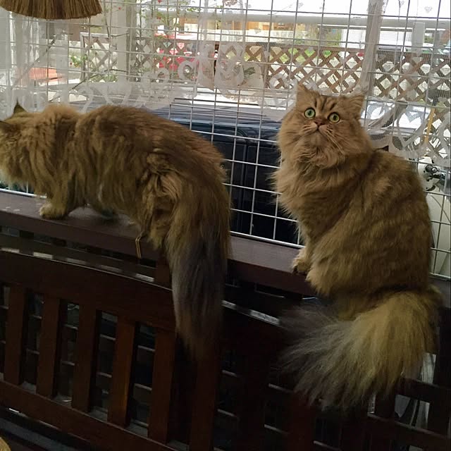 butachanさんの実例写真