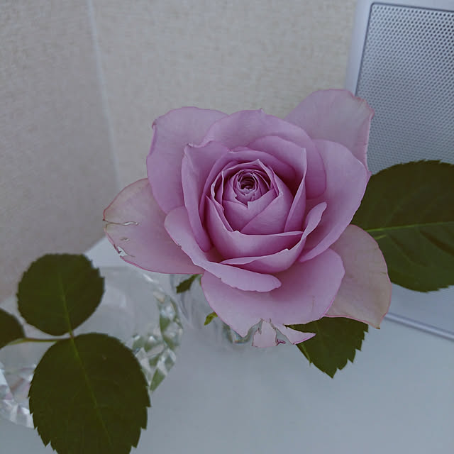 sさんの実例写真