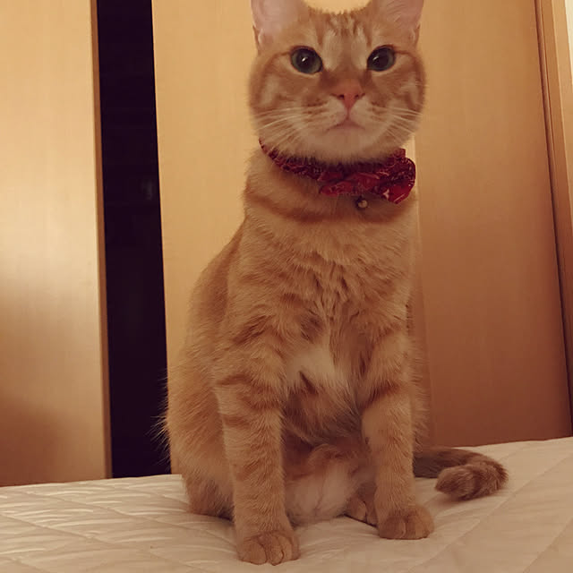 hanaさんの実例写真