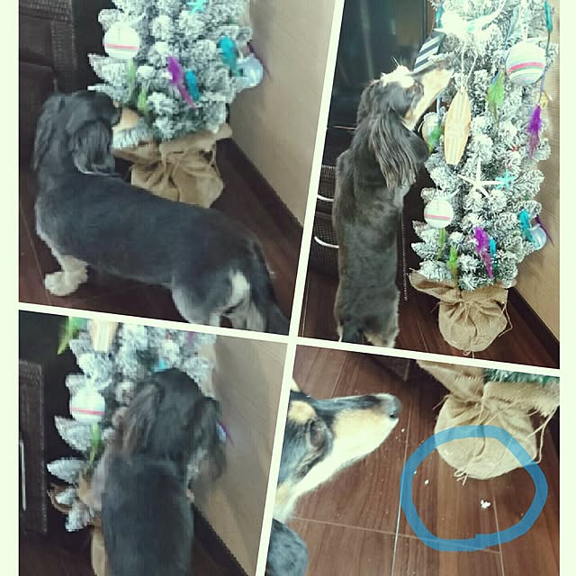 cocosorasakuさんの実例写真