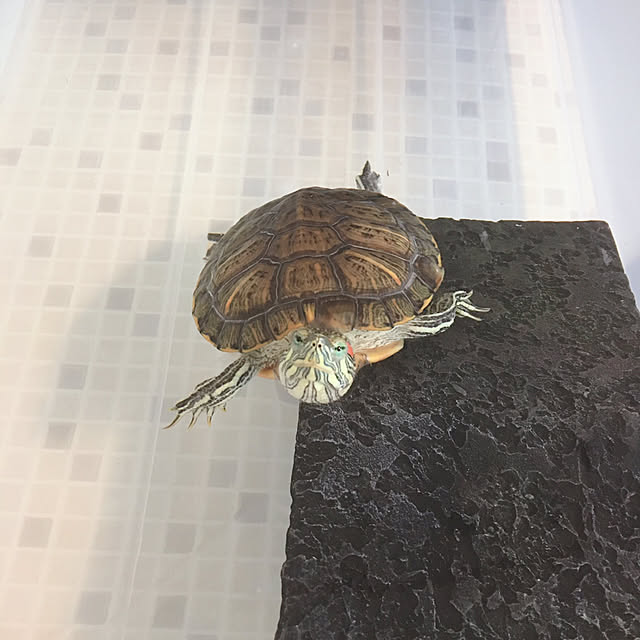 oasisさんの実例写真