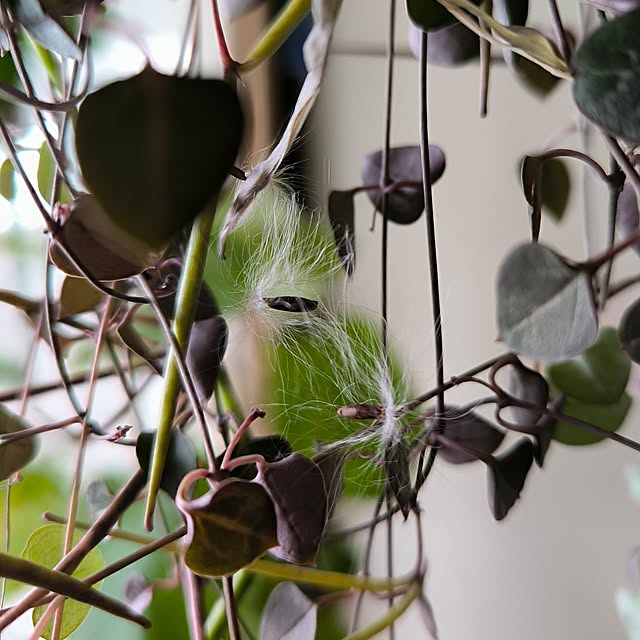 koyutan-mjmさんの部屋