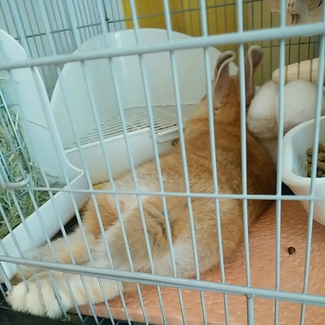ChocolateNandasさんの実例写真