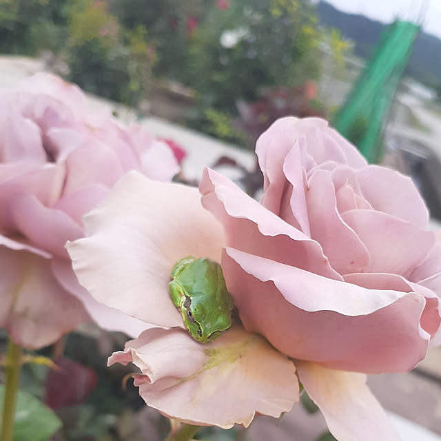 akemiさんの実例写真