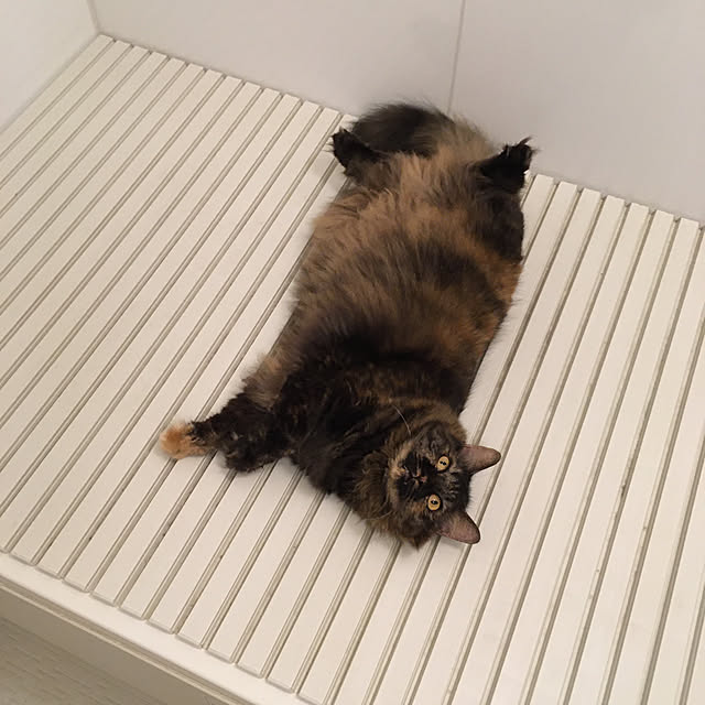 mikomaruさんの実例写真