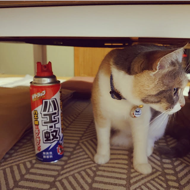 fukuさんの実例写真