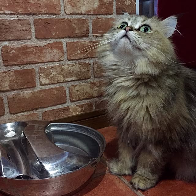 butachanさんの実例写真