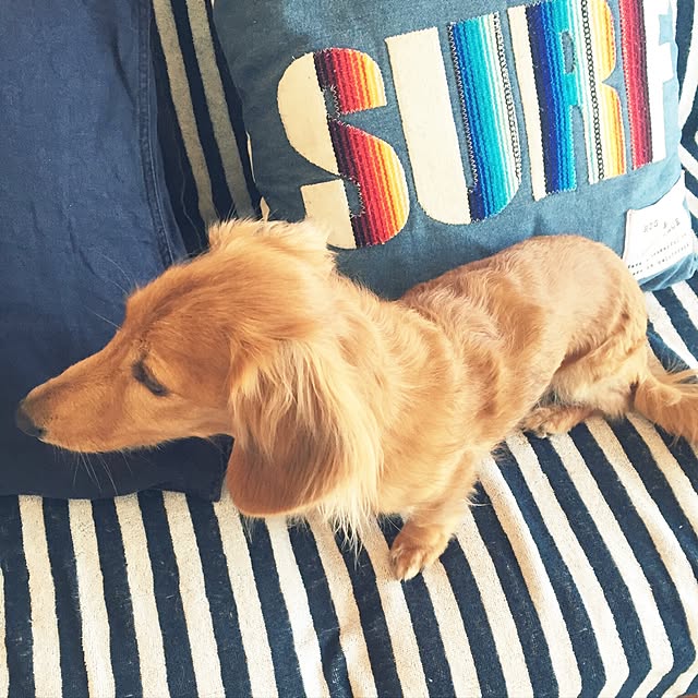 cocoaさんの実例写真