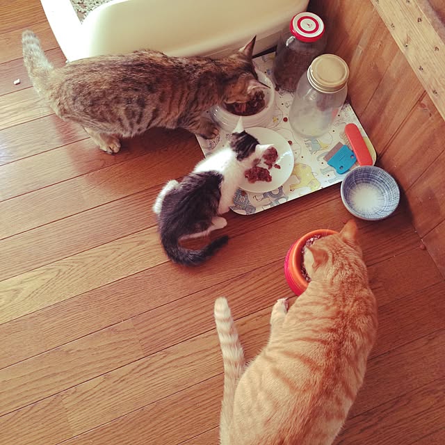 Tomomiさんの実例写真